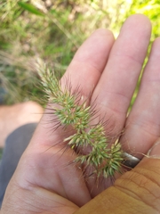 Echinopogon caespitosus