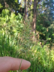 Echinopogon caespitosus