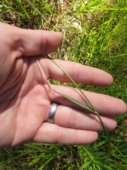 Echinopogon caespitosus