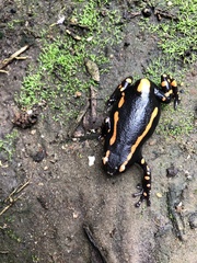 Phrynomantis bifasciatus