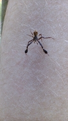 Stephanopis barbipes