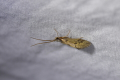 Pycnocentrodes aeris