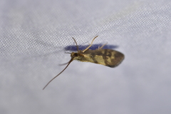 Pycnocentrodes aureolus