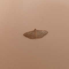 Herpetogramma licarsisalis