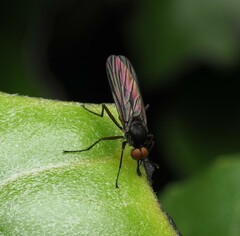 Empidinae