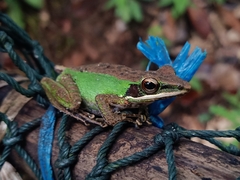 Odorrana hosii