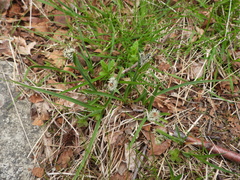Carex nigra
