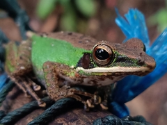 Odorrana hosii