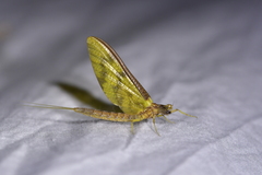 Ichthybotus hudsoni