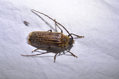 Prionoplus reticularis