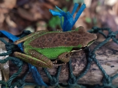 Odorrana hosii