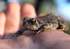 Anaxyrus boreas halophilus