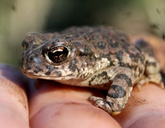 Anaxyrus boreas halophilus
