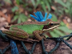 Odorrana hosii