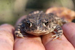 Anaxyrus boreas halophilus