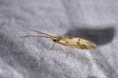 Pycnocentrodes aeris