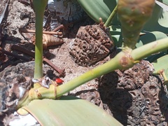 Probergrothius angolensis