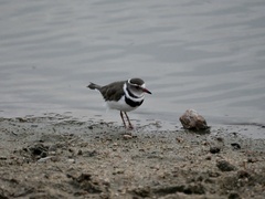 Charadrius tricollaris