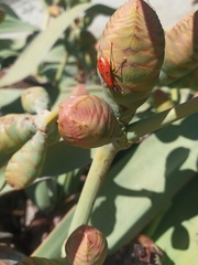 Probergrothius angolensis