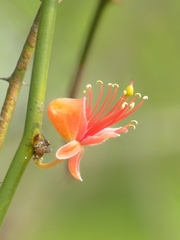 Capparis decidua