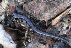 Batrachoseps nigriventris