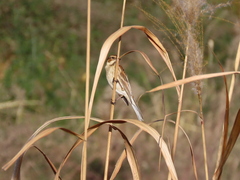 Emberiza schoeniclus