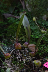 Bulbophyllum griffithii