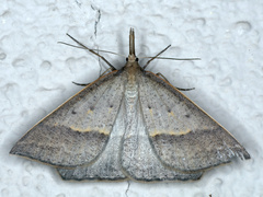 Epidesmia hypenaria