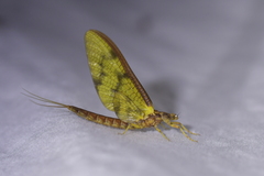 Ichthybotus hudsoni