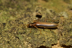 Thelyphassa lineata