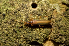 Thelyphassa lineata