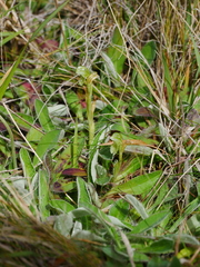 Pterostylis tanypoda
