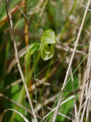 Pterostylis tanypoda