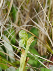 Pterostylis tanypoda