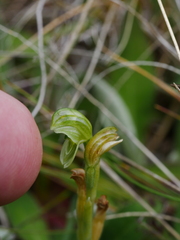 Pterostylis tanypoda