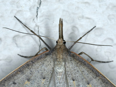 Epidesmia hypenaria