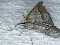 Epidesmia hypenaria