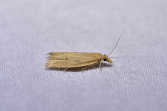 Bactra noteraula
