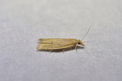 Bactra noteraula