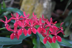 Renanthera coccinea