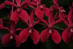 Renanthera coccinea