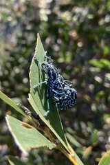 Chrysolopus spectabilis
