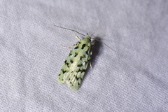 Izatha peroneanella