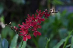 Renanthera coccinea
