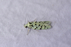 Izatha peroneanella