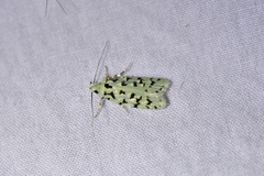 Izatha peroneanella