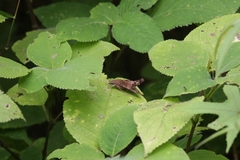 Macroglossum corythus