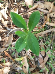 Wikstroemia indica