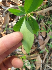 Wikstroemia indica