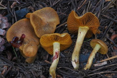 Cortinarius thiersii